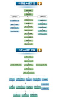 生工生物優(yōu)質技術服務推薦 高通量測序與轉錄組、小RNA分析